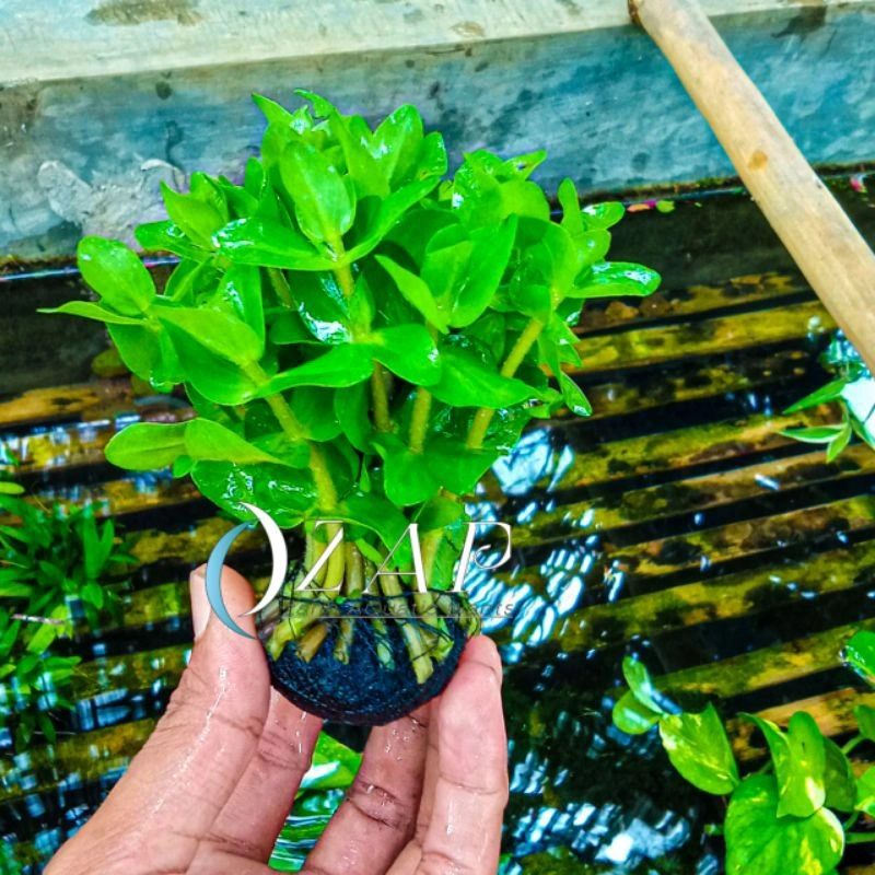 bacopa caroliniana media wabikusa tanaman aquascape murah BERGARANSI