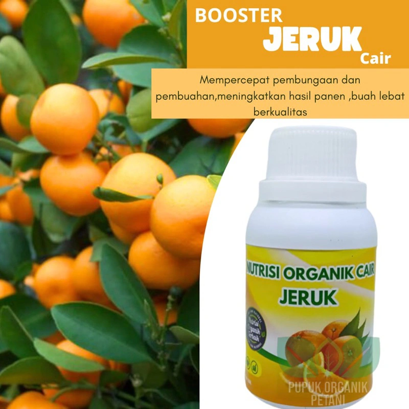 Pupuk Organik Cair Jeruk Agar Cepat Berbuah Tahan Penyakit Tidak Mudah Rontok Booster Cair Buah Jeruk Santang Jeruk Limau Jeruk Sitrun Jeruk Manis Pupuk Cair Perangsang Pembungaan dan Pembuahan