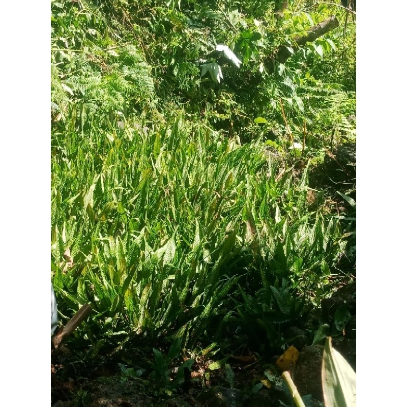 kadaka Aquascape 1 iket