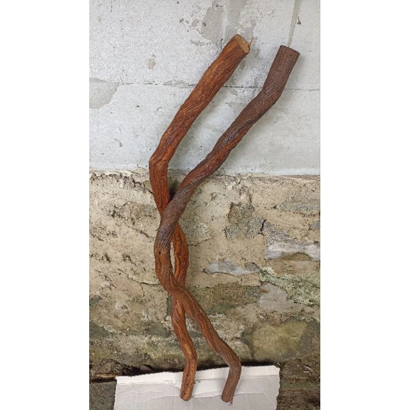 akar santigi gunung panjang, 1 meter