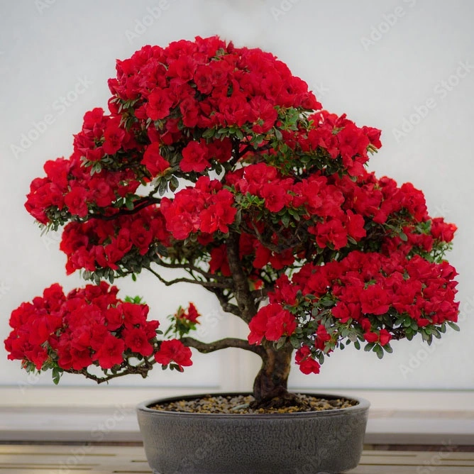 tanaman hias azalea bunga merah -  azalea red bird | Jenis tanaman hias berbunga yang tahan panas dan mudah perawatan sangat cocok di tempatkan di pot ataupun di taman