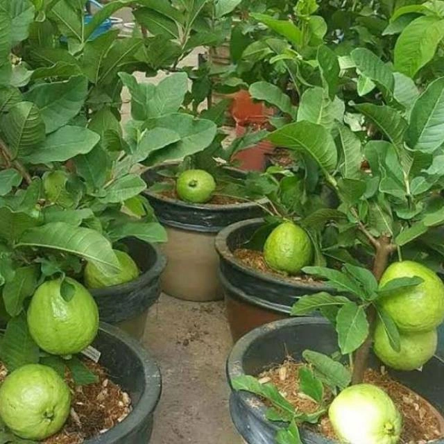 Pohon Jambu Kristal Sedang Berbuah / Berbunga Tanaman Jambu Kristal Tanpa Biji