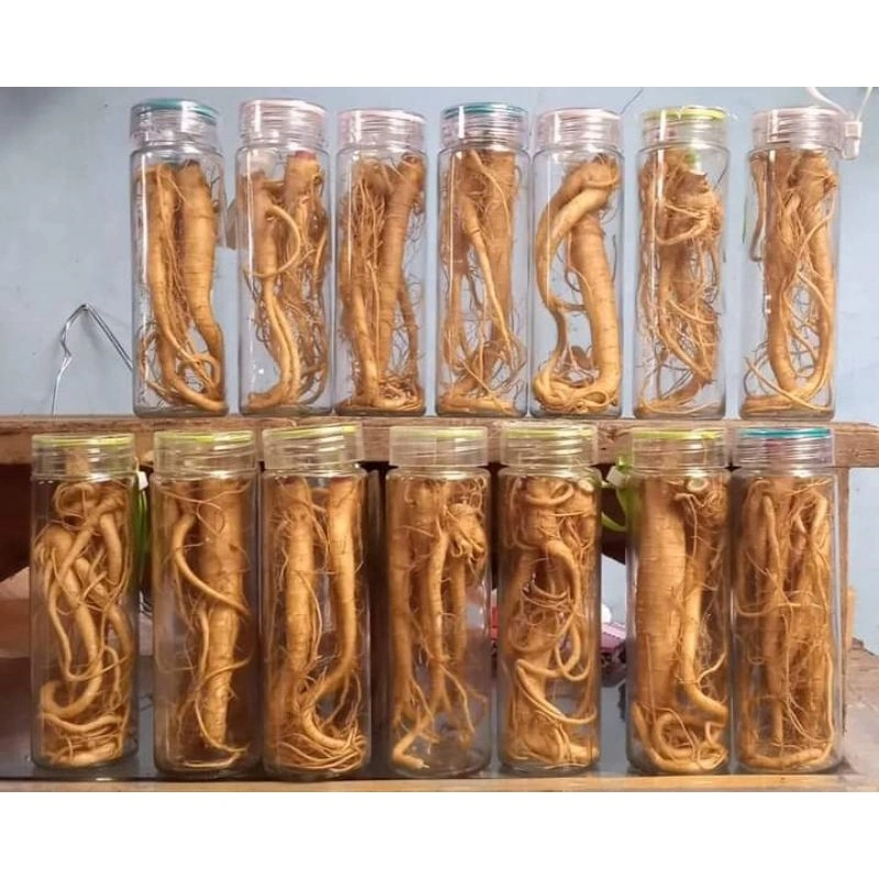 Ginseng Merah Korea + Botol (COD)
