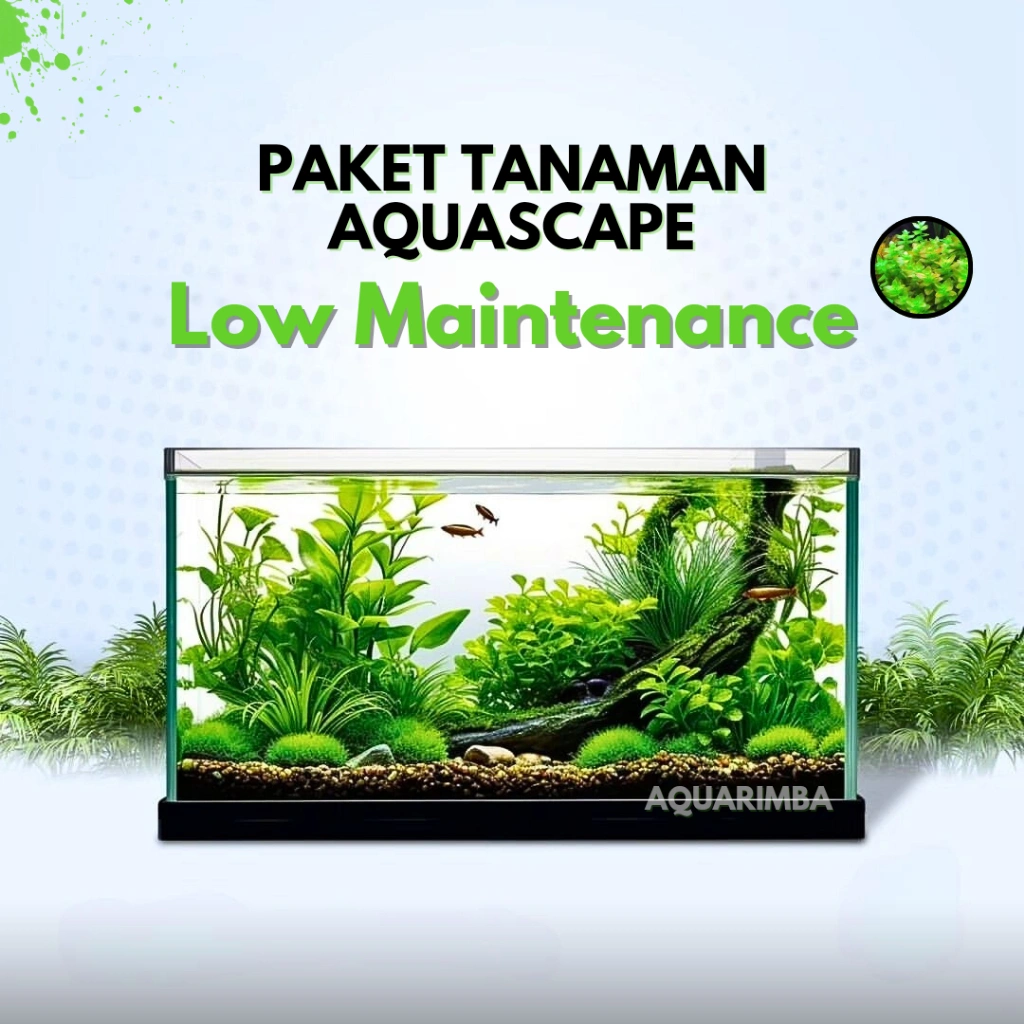 Paket Tanaman Aquascape Pemula ( Tumbuhan Air Hidup Hiasan Dekorasi Rumput Aquarium )