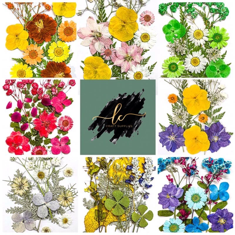 Pressed Dried Flower / Press Bunga Kering IMPORT Asli Real Bunga Kering Kerajinan Tangan DIY Craft bahan resin hiasan pigura frame
