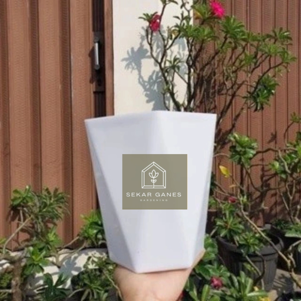 POT KOI QUEEN 25 Pot Bunga Segi 6 Mirip Pot Tabitha Diamond 20 25 Putih Glosi Pot Bunga Tanaman Tinggi Pot Diamond Tabitha Putih Pink 20 25 30 35 Grosir - Bukan Pot Tabitha Prisma 20 30