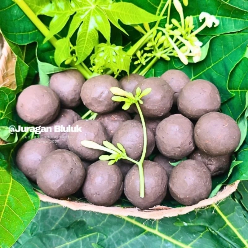Ampo Tanah Liat Penghilang Rasa Pahit Daun Pepaya Pare lempung