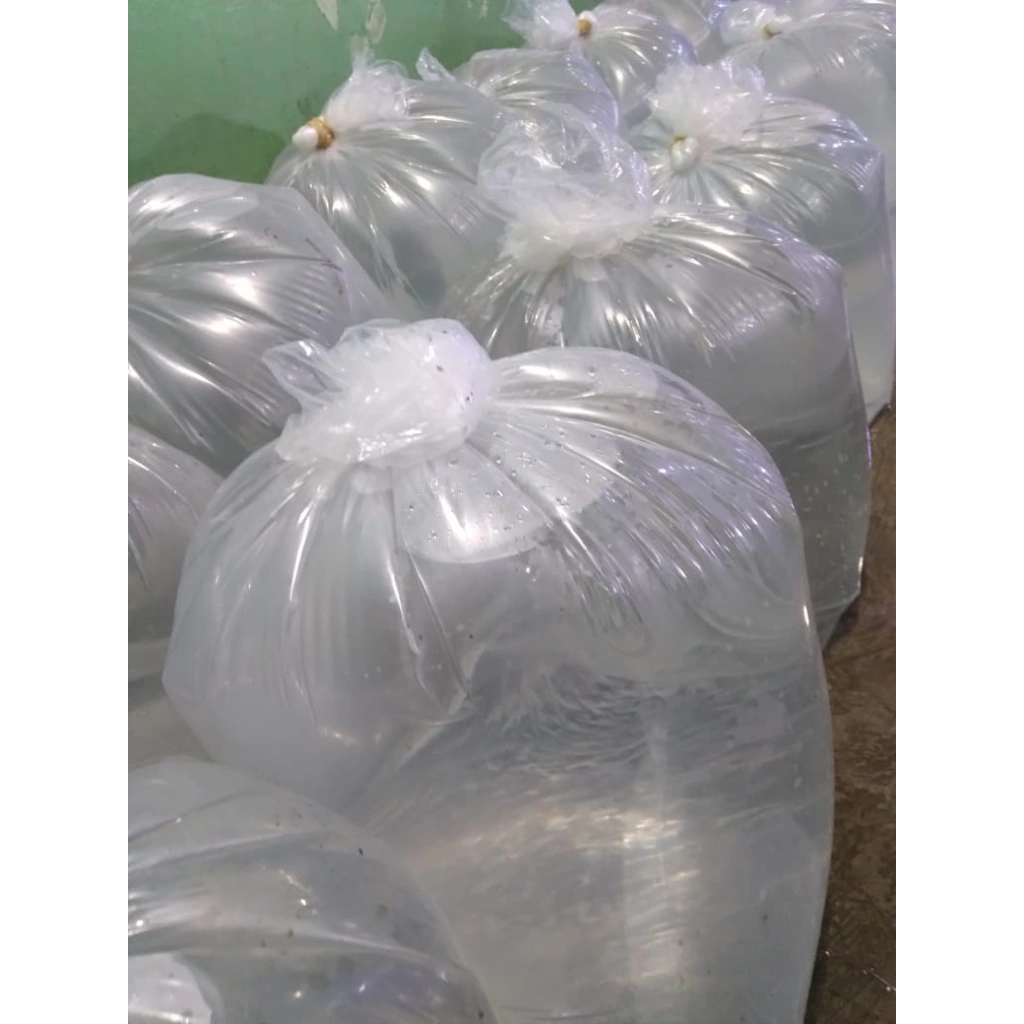 Air Laut Asli 15 Liter - Natural Salt Water (NSW)