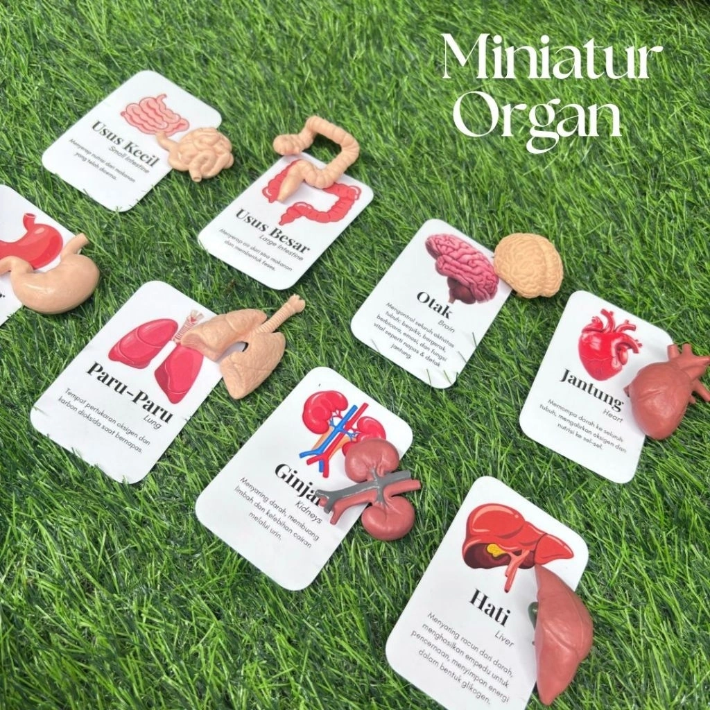 Mainan Edukasi Organ Tubuh Manusia Anak + 8 Flashcard | Media Belajar Anatomi