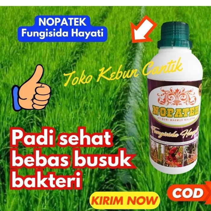 HARGA GROSIR. NOPATEK 500ML Fungisida Hayati untuk Penyakit Blas pada Padi - Obat Cair Semprot Organik Harga Murah Ampuh untuk Jamur Tanah dan Kresek Terbaik Terlaris 2025