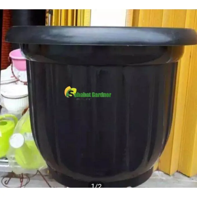 pot besar ukuran 50 cm/pot tanaman Gloria ukuran 50cm // MAXIMAL ORDER 6 POT // ( UNTUK ORDER 6 POT TIDAK KIRIM KECUALI INSTANT !!! )