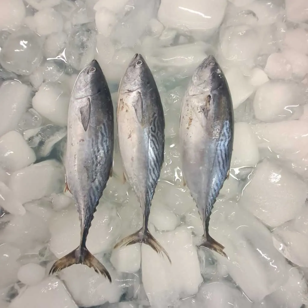 Tongkol Batik 5kg /Seafood 22