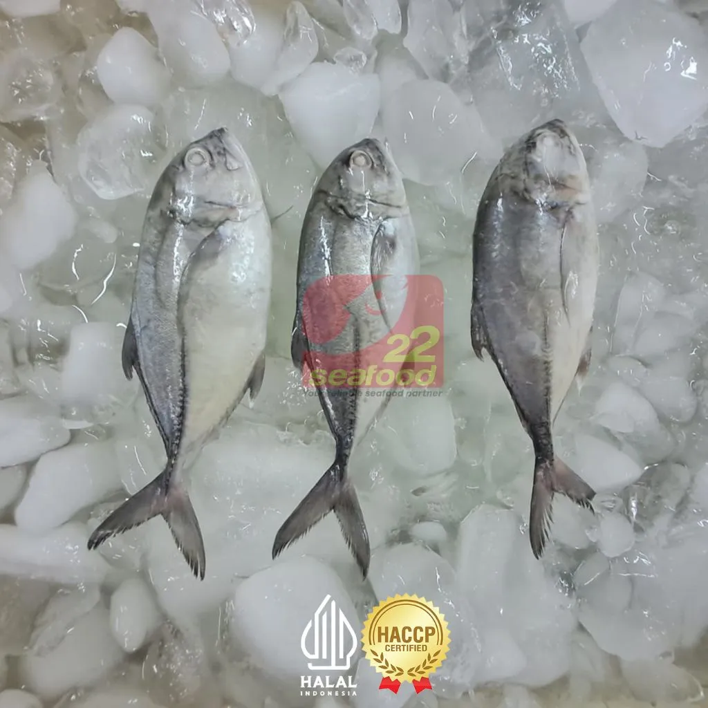 Ikan Kuwe 1 Ekor 500gr / Ikan Kuwe Beku / Seafood22