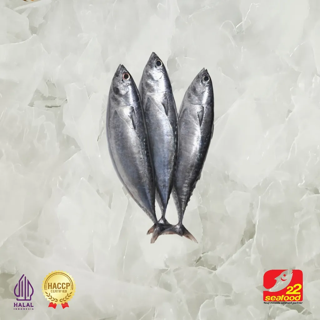 Ikan Baby Tuna 5 kg / Size Besar / Export Quality / Seafood 22