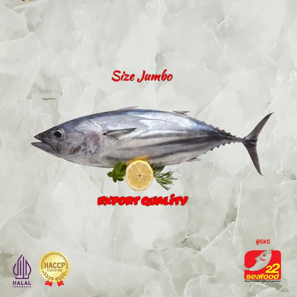 Ikan Cakalang 5 kg / Export Quality / Size Jumbo / Seafood 22