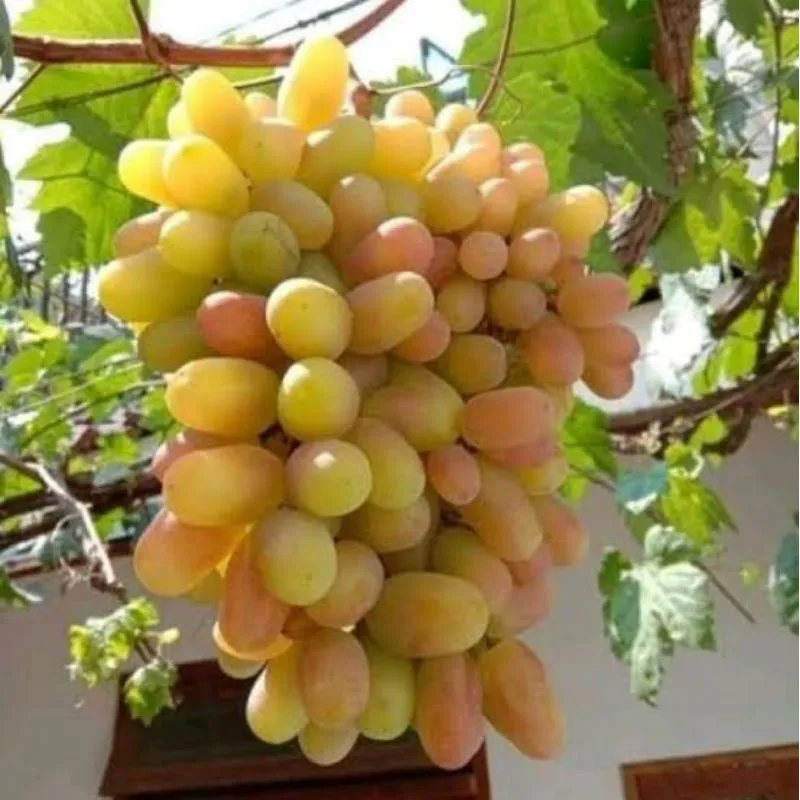 Bibit Anggur Import Transfiguration Garansi Valid 100%