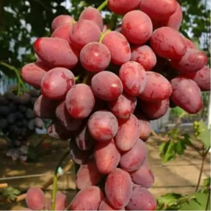 Bibit Anggur Import Taldun Garansi Valid 100%