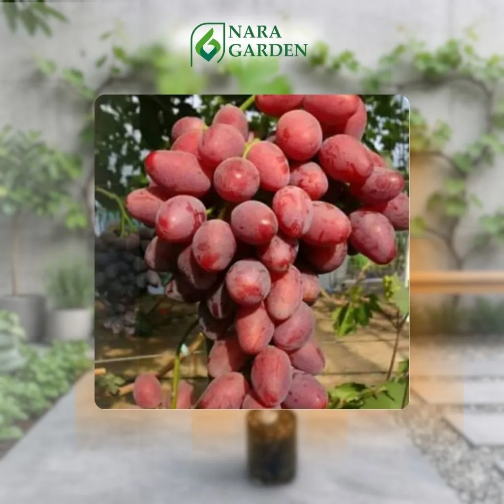 Bibit Anggur Import Taldun Garansi Valid 100%