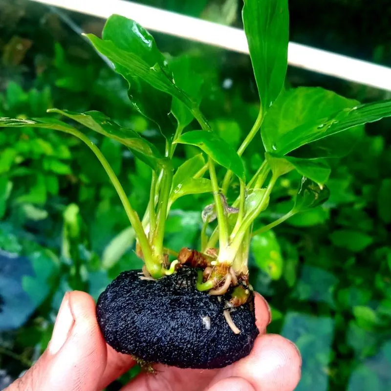 Anubias Sp Media Wabikusa Tamanan Aquascape Hiasan Aquarium Murah Bergaransi
