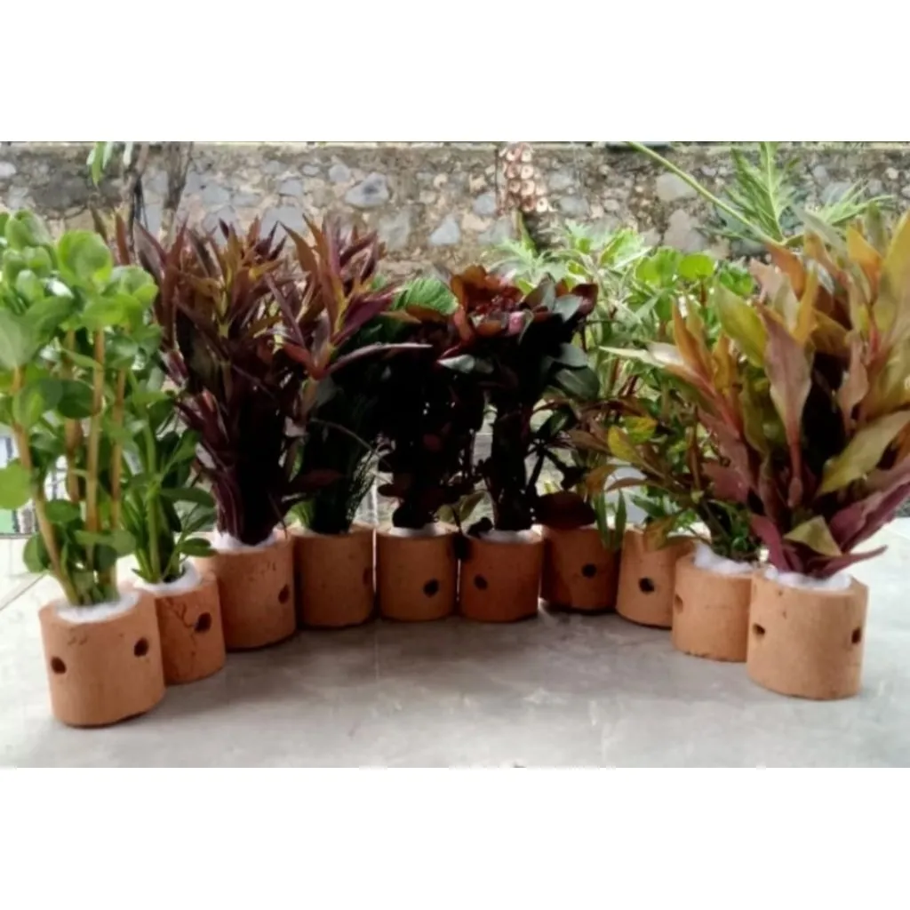 Paket mix 10 Pot Tanaman aquascape Hiasan akuarium
