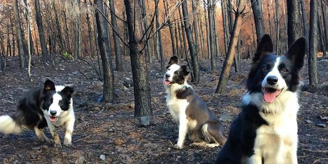 3 Anjing Border Collie Ini Pernah Jadi Pahlawan Hutan Chile, Sebarkan Benih Kehidupan Setelah Kebakaran Hebat