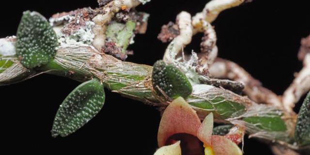 Anggrek Ulat Asal Indonesia Masuk Daftar 10 Penemuan Tanaman Baru Paling Fenomenal 2025