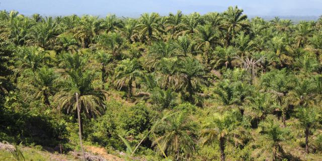 Kementan Perkuat ISPO untuk Dorong Industrialisasi Sawit Berkelanjutan