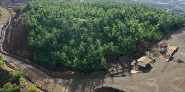 1,4 Juta Pohon Ditanam untuk Kembalikan Fungsi Lahan Bekas Tambang di Bangka Belitung