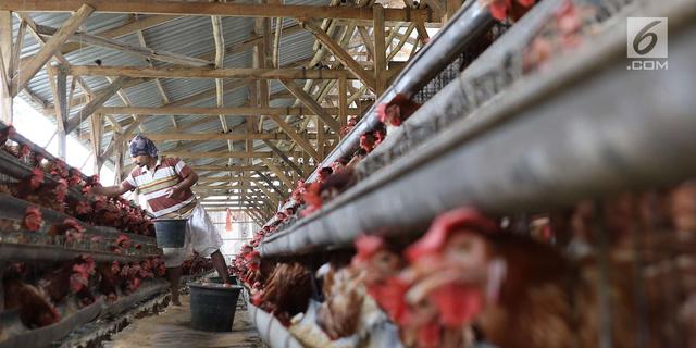Kementan Kawal Hilirisasi Ayam Terintegrasi di Gorontalo untuk Perkuat Peternak Rakyat