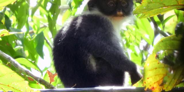 Tim Riset Gabungan Temukan 1.618 Flora Fauna Langka di Kalimantan Timur