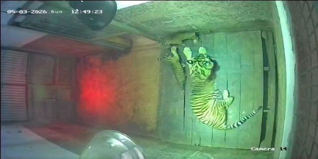 Hore, 2 Bayi Harimau Sumatera Lahir Selamat di Taman Satwa Lembah Hijau Lampung