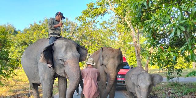 Way Kambas Jadi Proyek Percontohan Pembiayaan Berkelanjutan Taman Nasional, Ekoturisme Diperkuat