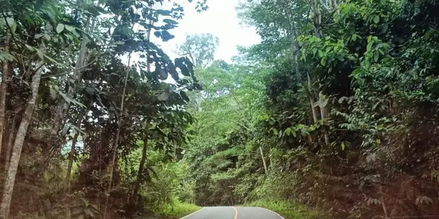 Dishut Kaltim Ungkap 5 Program Prioritas Jaga Kelestarian Ekosistem Hutan