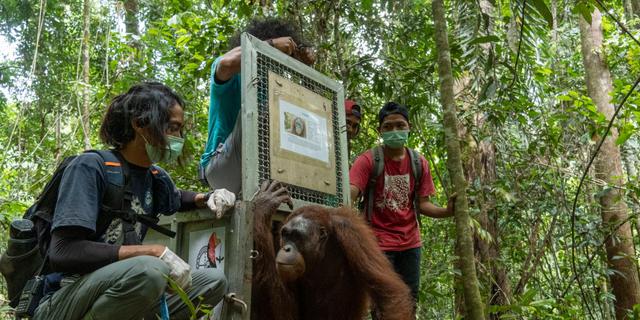 Dua Orangutan Pulang ke Taman Nasional Tanjung Puting, Menhut Tegaskan Komitmen Pelestarian Hutan