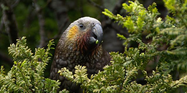 Pemerintah Perkuat Potensi Sumber Daya Alam Indonesia dengan Instrumen Kredit Keanekaragaman Hayati