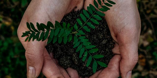 Penanaman Bibit Pohon untuk Dukung Lingkungan di IKN