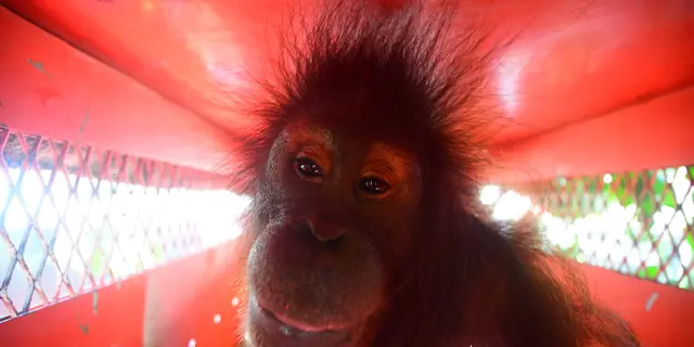 Orang Utan Bagus, Ebony, dan Roby Pulang ke Hutan Jelang HKAN 2026