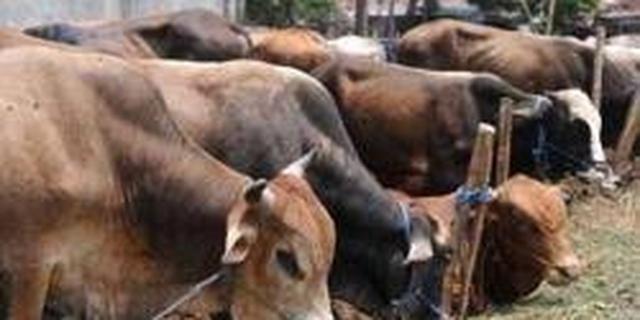 Kementan Bidik Investasi 200 Ribu Sapi di Kalteng, Perkuat Swasembada Daging