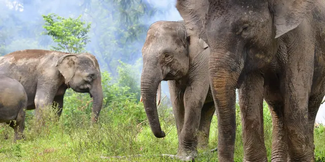 Hari Gajah Sedunia, Tantangan Upaya Menjaga Populasi