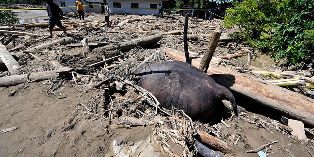 Daerah Aliran Sungai Peusangan Aceh Berubah PascaBencana, Habitat Gajah Sumatera Terdampak
