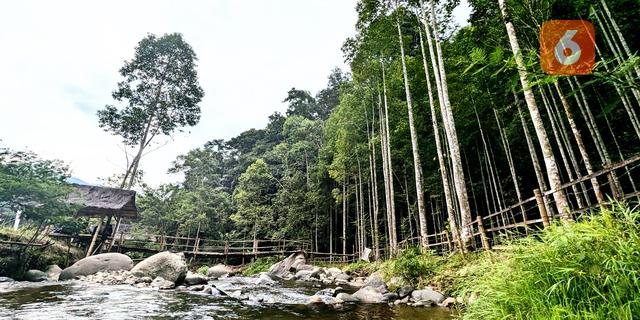 Hari Gerakan Satu Juta Pohon 10 Januari: Menakar Dampaknya bagi Lingkungan Hidup