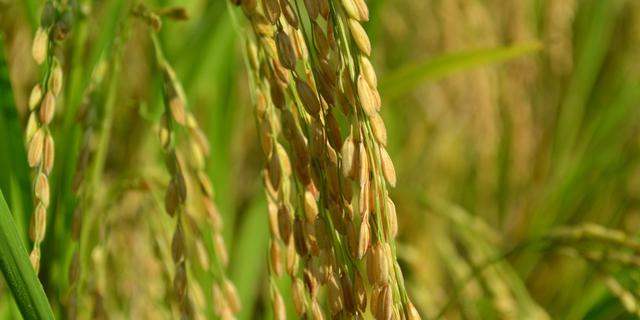 Upaya Pemkab Penajam Paser Utara Kaltim Tingkatkan Hasil Panen, Kembangkan Benih Garuda