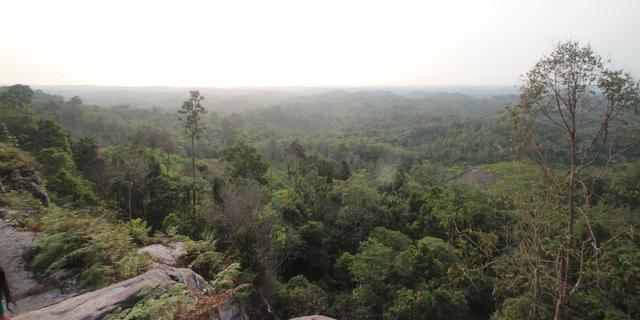 Perluas Tutupan Hutan Kaltim hingga 62 Persen: Upaya Jaga Ekosistem di Tengah Ekspansi Industri
