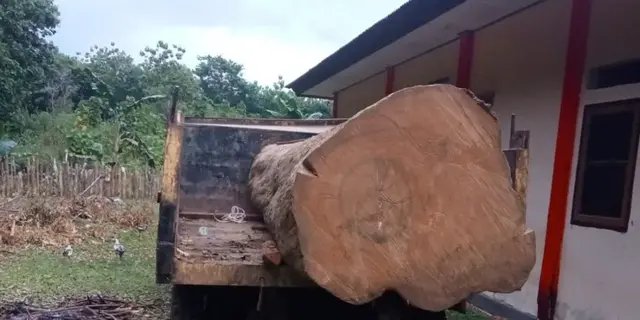 Kemenhut Tetapkan Tersangka Pembalakan Liar di Cagar Alam Napabalano, Terancam 11 Tahun Penjara