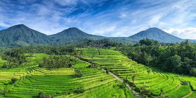 BRIN: Subak Bali jadi Contoh Global Pertanian Berkelanjutan