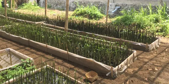 Hari Mangrove Sedunia, Rumah Pembibitan Berbasis IoT Hadir di Cilacap