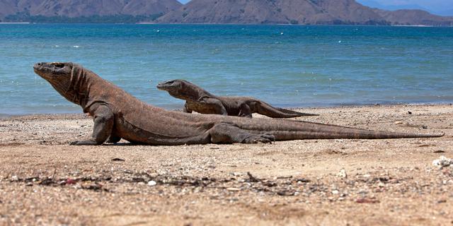 Kuota Pengunjung Taman Nasional Komodo Dibatasi, Menhut Tekankan Pencegahan Overtourism
