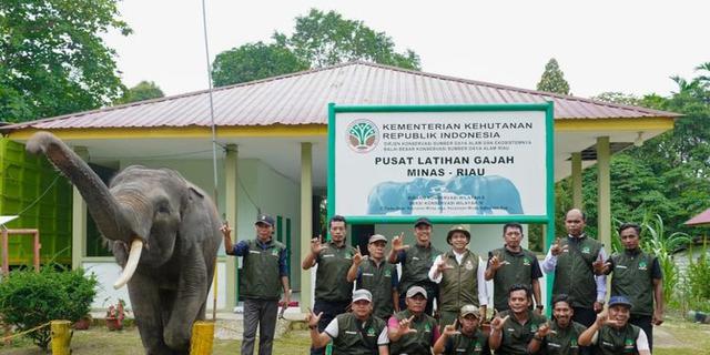 Menhut Tinjau PLG di Riau, Perkuat Fasilitas dan Revitalisasi Konservasi Gajah