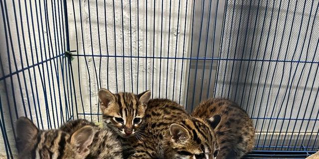 Mengenal Kucing Kuwuk, Predator Mungil Berstatus Dilindungi yang Dilarang Diperjualbelikan