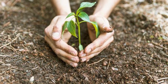 Sambut Hari Sejuta Pohon 10 Januari: Dua Kota di Jakarta Lakukan Upaya Penghijauan